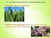 Sėjamųjų avižų agrobiologinio potencialo formavimas 11 puslapis