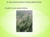 Sėjamųjų avižų agrobiologinio potencialo formavimas 13 puslapis