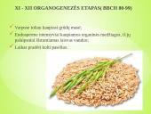 Sėjamųjų avižų agrobiologinio potencialo formavimas 15 puslapis