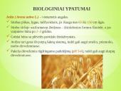 Sėjamųjų avižų agrobiologinio potencialo formavimas 3 puslapis