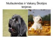 Niufaulendas ir Vakarų Škotijos terjeras