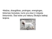 Niufaulendas ir Vakarų Škotijos terjeras 15 puslapis