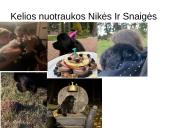 Niufaulendas ir Vakarų Škotijos terjeras 19 puslapis