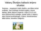 Niufaulendas ir Vakarų Škotijos terjeras 10 puslapis