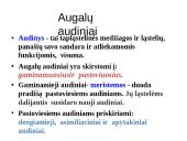 Skaidrės - augalų audiniai 2 puslapis