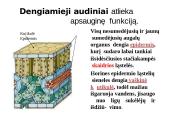 Skaidrės - augalų audiniai 11 puslapis