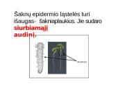 Skaidrės - augalų audiniai 12 puslapis