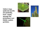 Skaidrės - augalų audiniai 13 puslapis