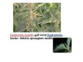 Skaidrės - augalų audiniai 14 puslapis