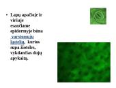 Skaidrės - augalų audiniai 15 puslapis