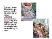 Skaidrės - augalų audiniai 16 puslapis