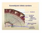 Skaidrės - augalų audiniai 19 puslapis