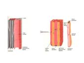 Skaidrės - augalų audiniai 20 puslapis