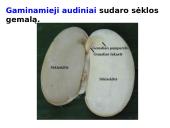 Skaidrės - augalų audiniai 4 puslapis