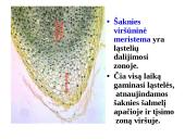 Skaidrės - augalų audiniai 5 puslapis
