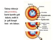Skaidrės - augalų audiniai 6 puslapis