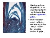 Skaidrės - augalų audiniai 7 puslapis