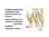 Skaidrės - augalų audiniai 8 puslapis