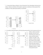 Mutacijos, mutacijų klasifikacija 7 puslapis