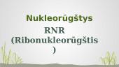 Nukleorūgštys. RNR (Ribonukleorūgštis)