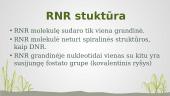 Nukleorūgštys. RNR (Ribonukleorūgštis) 3 puslapis