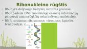 Nukleorūgštys. RNR (Ribonukleorūgštis) 4 puslapis