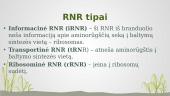 Nukleorūgštys. RNR (Ribonukleorūgštis) 6 puslapis