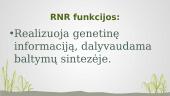 Nukleorūgštys. RNR (Ribonukleorūgštis) 7 puslapis