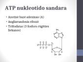 ATP (adenozintrifosfatas) 3 puslapis