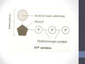 ATP (adenozintrifosfatas) 4 puslapis