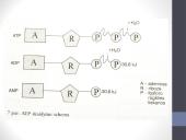 ATP (adenozintrifosfatas) 6 puslapis