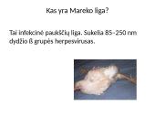 Paukštininkystė ir paukščių ligos 7 puslapis