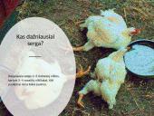 Paukštininkystė ir paukščių ligos 8 puslapis