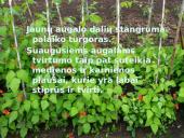 Organizmų judėjimas ir atrama (skaidrės) 11 puslapis