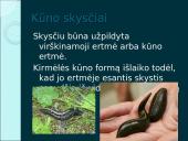 Organizmų judėjimas ir atrama (skaidrės) 13 puslapis