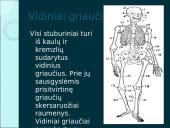 Organizmų judėjimas ir atrama (skaidrės) 15 puslapis