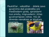 Organizmų judėjimas ir atrama (skaidrės) 19 puslapis