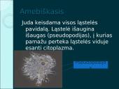 Organizmų judėjimas ir atrama (skaidrės) 5 puslapis