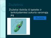 Organizmų judėjimas ir atrama (skaidrės) 6 puslapis