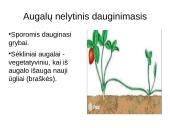 Organizmų dauginimasis (skaidrės) 4 puslapis