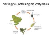 Individualus organizmų vystymasis 8 puslapis