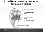 Vaikų odontologijos principai. Ortodontinis gydymas. Dantų vystymasis bei dygimas 2 puslapis
