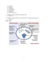 Antibiotikai (konspektas) 2 puslapis