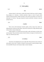 Ergonomiškos darbo vietos projektavimas 12 puslapis