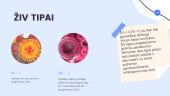 ŽIV ir AIDS (pristatymas) 3 puslapis