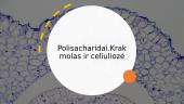 Polisacharidai. Krakmolas ir celiuliozė