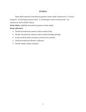 Komunikacinis paramos šeimai modelis 2 puslapis