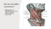 Kaklo ir nugaros raumenys, jų funkcijos