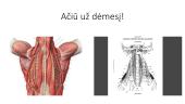 Kaklo ir nugaros raumenys, jų funkcijos 17 puslapis