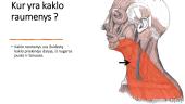 Kaklo ir nugaros raumenys, jų funkcijos 2 puslapis